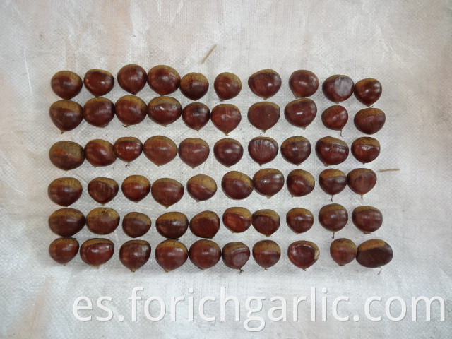 New Crop Fresh Chestnut